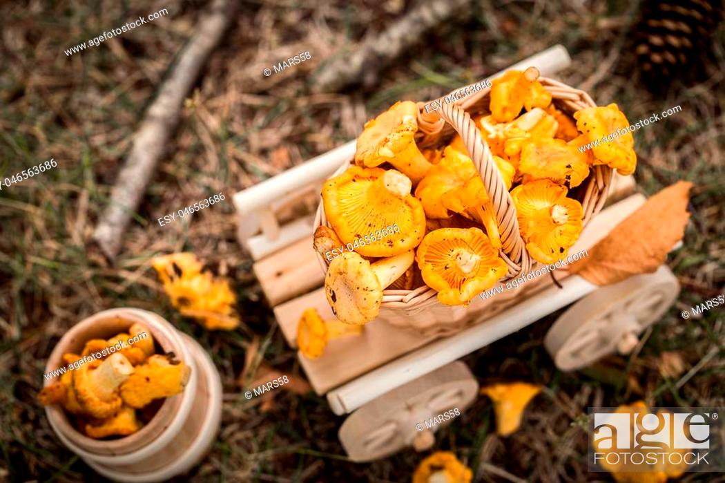 Stock Photo: A wooden cart with fresh mushrooms in the forest. Raw wild mushrooms chanterelles. Vegetarian food. Selective focus.
