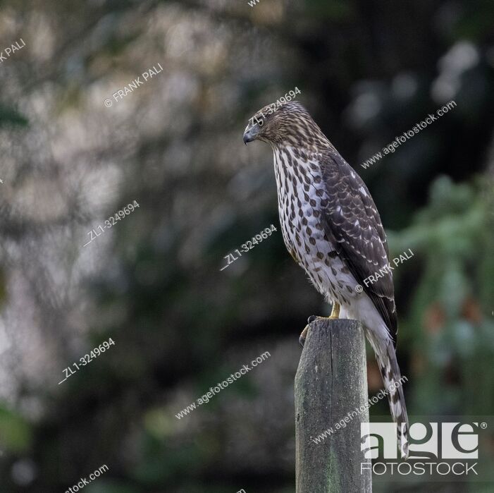 Stock Photo: Cooper's hawk (Accipiter cooperii) is a medium-sized hawk native to the North American continent.