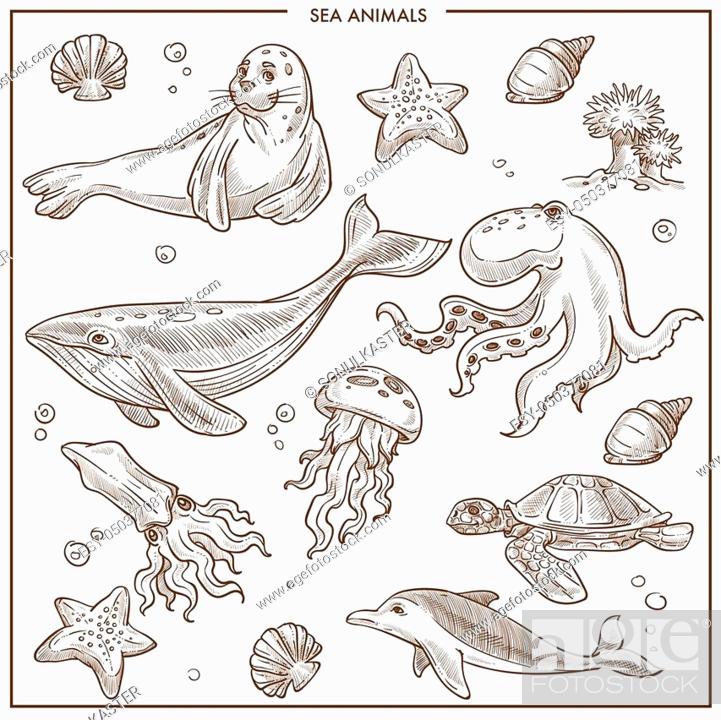 Sea or ocean animals and fishes sketch. Vector isolated cartoon seal, whale  and octopus or squid, Stock Vector, Vector And Low Budget Royalty Free  Image. Pic. ESY-050377081 | agefotostock
