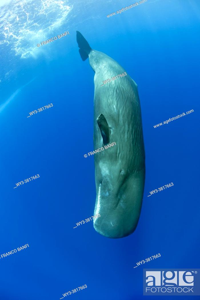 Imagen: Sperm whale, (Physeter macrocephalus). Vulnerable (IUCN). The sperm whale is the largest of the toothed whales. Sperm whales are known to dive as deep as 1.