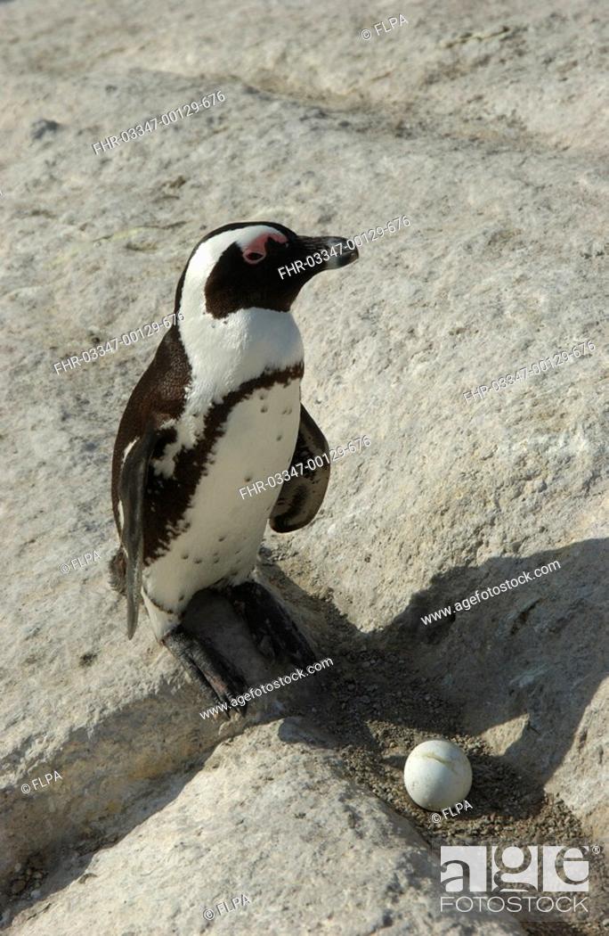 Stock Photo: Jackass Penguin Spheniscus demersus On rock with egg - South Africa.