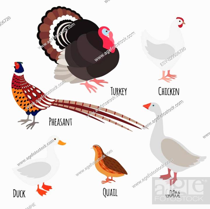 Set of domestic fowl, poultry farm cartoon birds: pheasant, turkey, goose,  chicken, Stock Vector, Vector And Low Budget Royalty Free Image. Pic.  ESY-029926720 | agefotostock