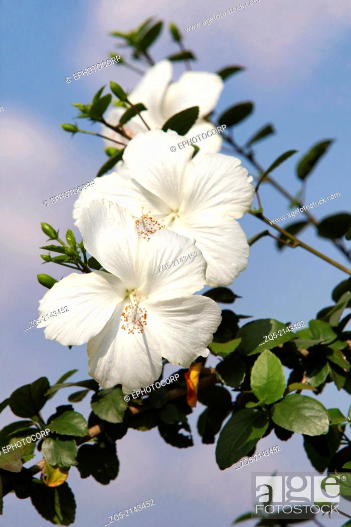 Stock Photo: White Jaswand flower or Hibiscus, Shoe Flower Hibiscus rosa-sinensis Ranchi, Jharkhand, India.
