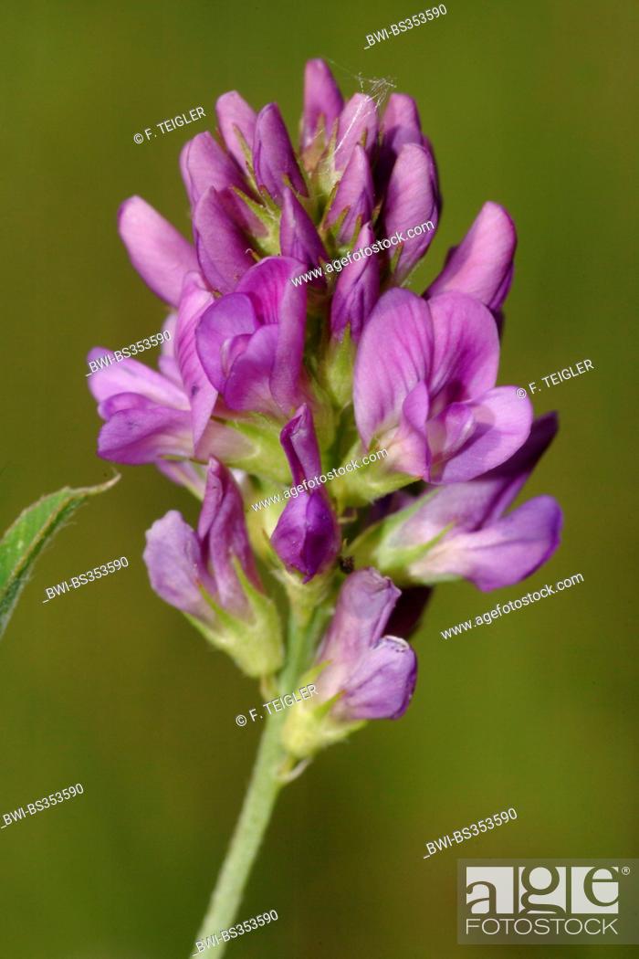 Stock Photo: alfalfa, lucerne (Medicago sativa agg., Medicago x varia, Medicago varia), blooming.