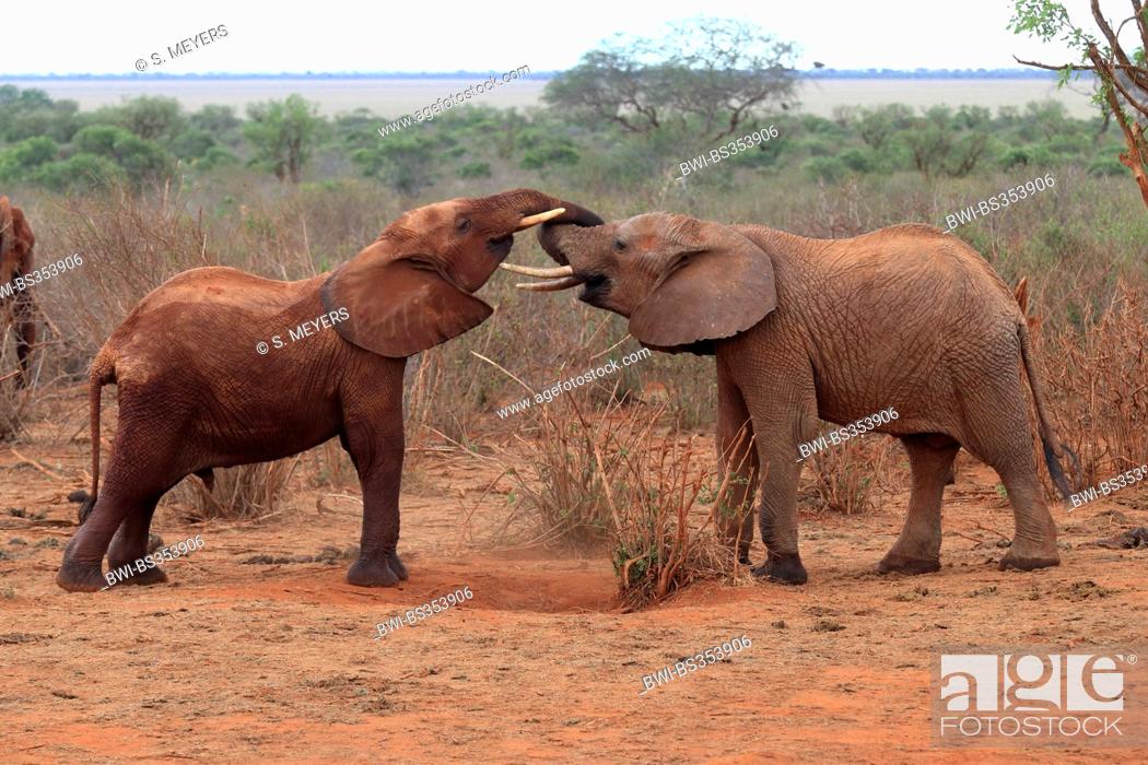 Stock Photo: African elephant (Loxodonta africana), playing young elephants, Kenya, Tsavo East National Park.