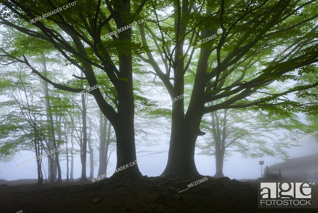 Stock Photo: Two large beech trees in the Santa Fe de Montseny beech forest, in a foggy spring day (Montseny, Catalonia, Spain).