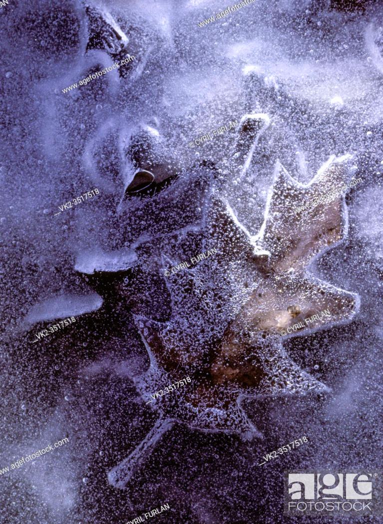 Stock Photo: Oak leaf frozen in winter ice.