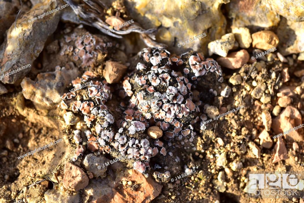 Imagen: Acarospora cervina is a crustose lichen that grows on calcareous soils. This photo was taken in Aliaga, Teruel province, Aragon, Spain.