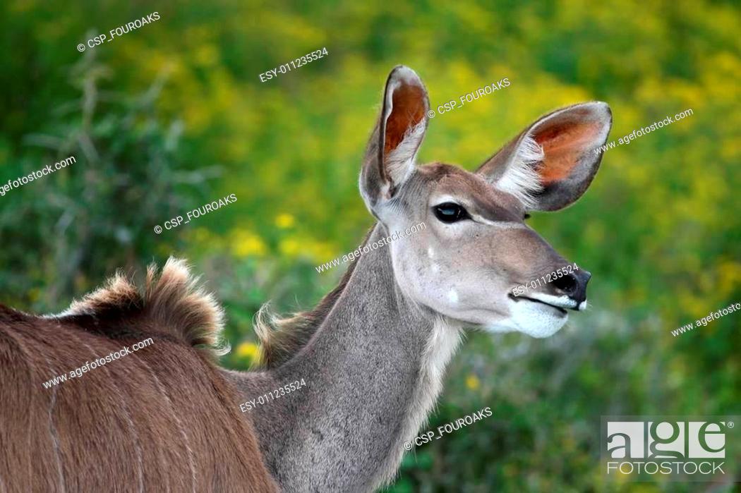 Kudu Ewe Antelope, Stock Photo, Picture And Low Budget Royalty Free Image.  Pic. ESY-011235524 | agefotostock