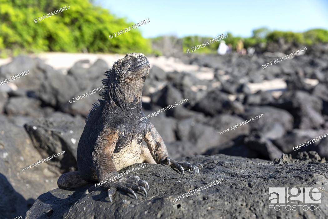 Stock Photo: Galapagos marine iguana. One of the endemit on islands. It looks like monster. San Cristobal island  (CTK Photo/Ondrej Zaruba).