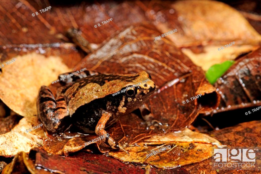Stock Photo: Ornate Narrow-mouthed Frog (Microhyla ornata), well camouflaged on forest floor, Sri Lanka, Nationalpark Sinharaja Forest.