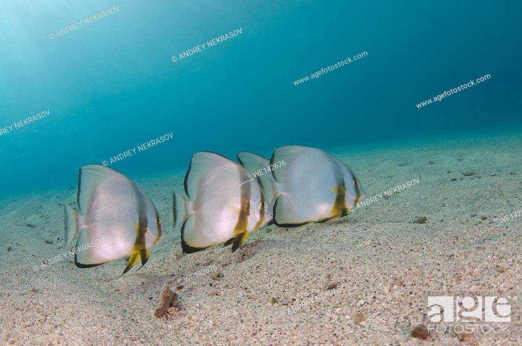 Stock Photo: school of fish Teira batfish, Roundface batfish, Longfin spadefish or longfin batfish (Platax teira) on the sandy bottom, Red sea, Marsa Alam, AbuÂ Dabab, Egypt.