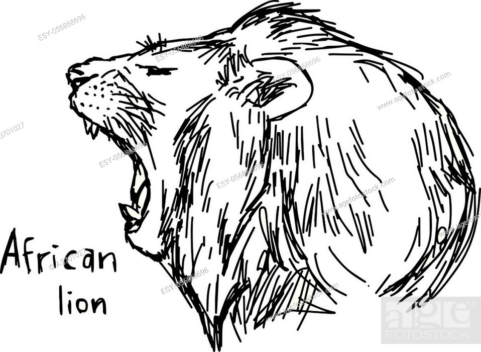yawning african lion - vector illustration sketch hand drawn with black  lines, Stock Vector, Vector And Low Budget Royalty Free Image. Pic.  ESY-056868696 | agefotostock