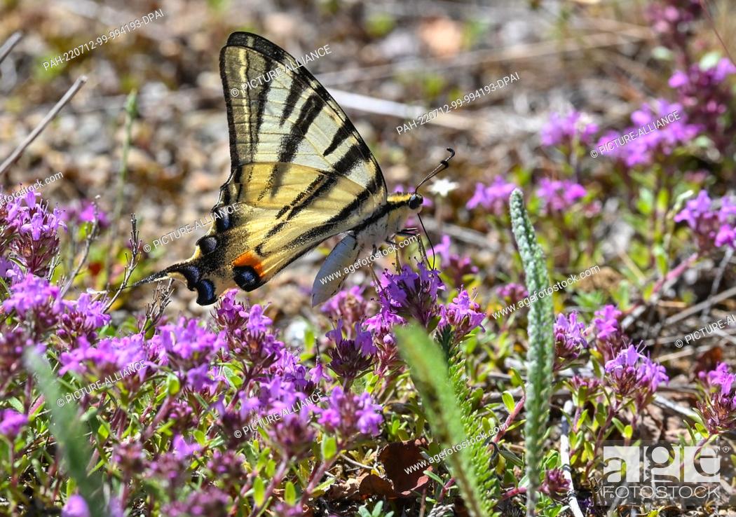 Stock Photo: 12 July 2022, Brandenburg, Lieberose: A glider butterfly searches for nectar on the flowers of the early flowering thyme in the Lieberos Heath of the.