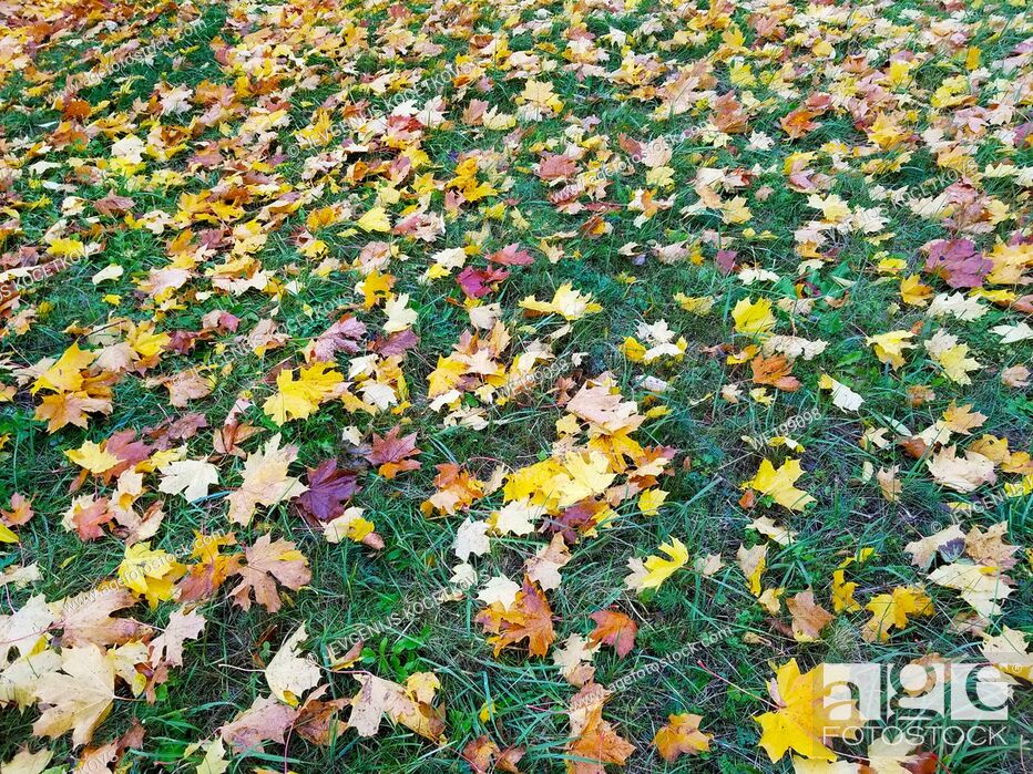 Stock Photo: autumn yellow leaves lie on the ground like a carpet, on the green grass background.