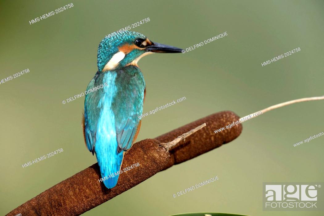 Stock Photo: France, Doubs, natural space of Allan, Brognard, Kingfisher (Alcedo atthis), juvenile perched on a hill overlooking the water surface on the lookout for prey.