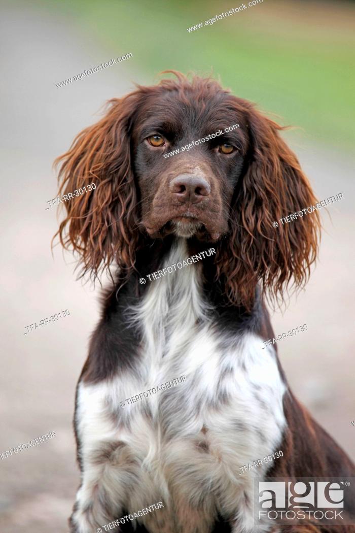 Stock Photo: Small Munsterlander Hunting Dog.