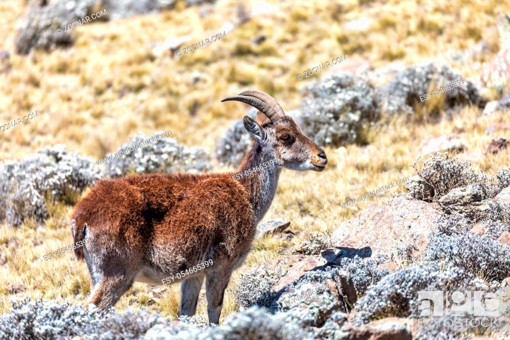 Stock Photo: female of very rare Walia ibex, Capra walie, rarest ibex in world in Simien Mountains in Northern Ethiopia, Africa Wildlife.