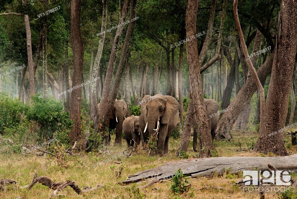 Stock Photo: Masai Mara Park, Kenya, Africa.