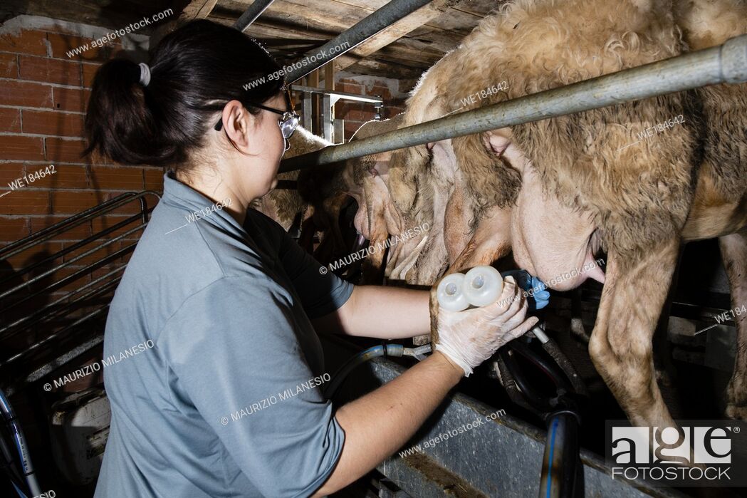 Stock Photo: The breeder prepares sheep for milking in her barn.