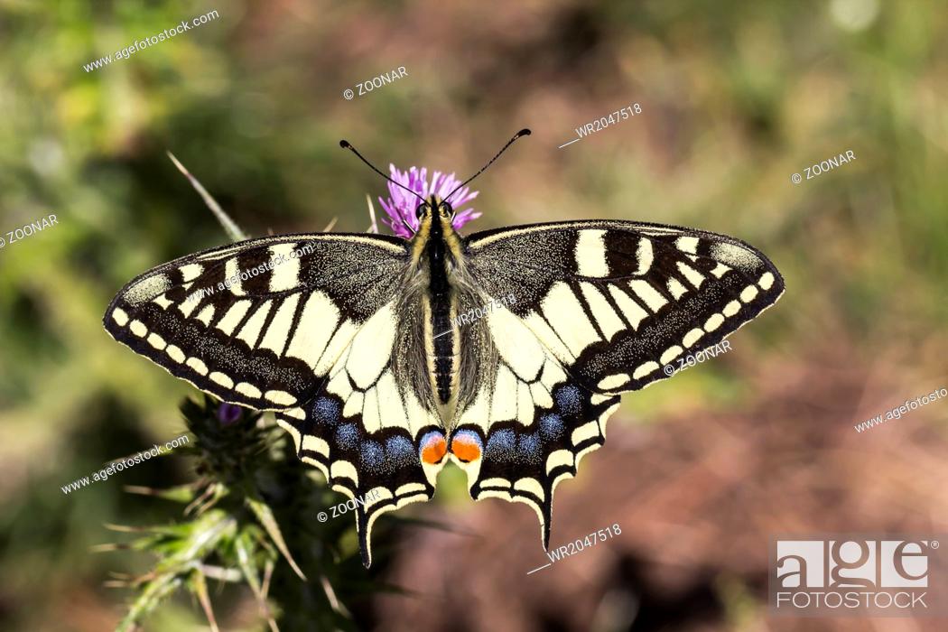 Stock Photo: Papilio machaon, European Swallowtail from Italy.