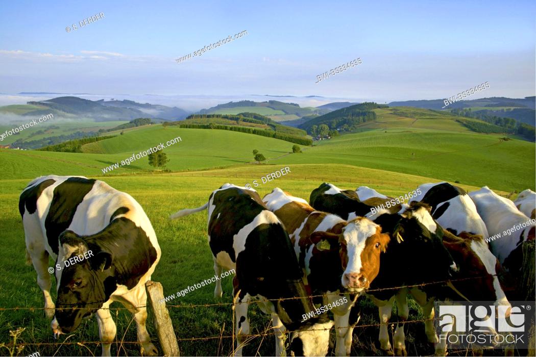 Stock Photo: domestic cattle (Bos primigenius f. taurus), herd of cows on pasture, Germany, North Rhine-Westphalia, Sauerland.