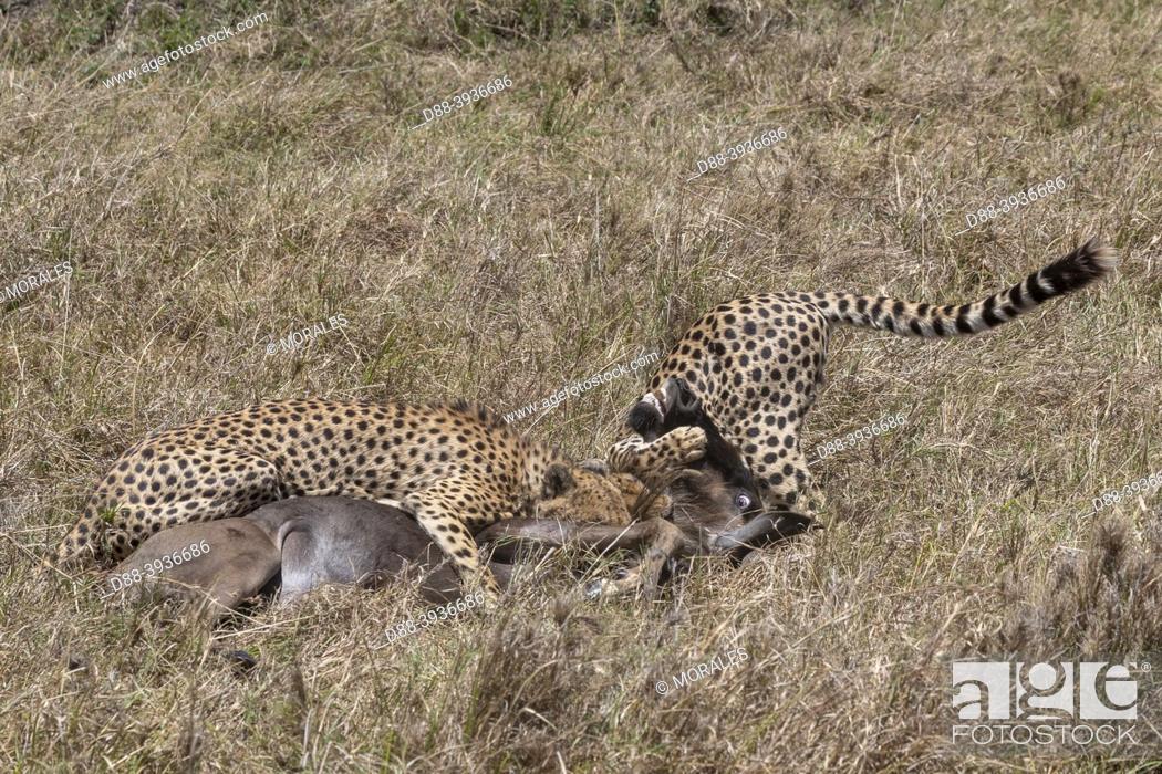 Stock Photo: Africa, East Africa, Kenya, Masai Mara National Reserve, National Park, Cheetah (Acinonyx jubatus), hunting a wildebeest.
