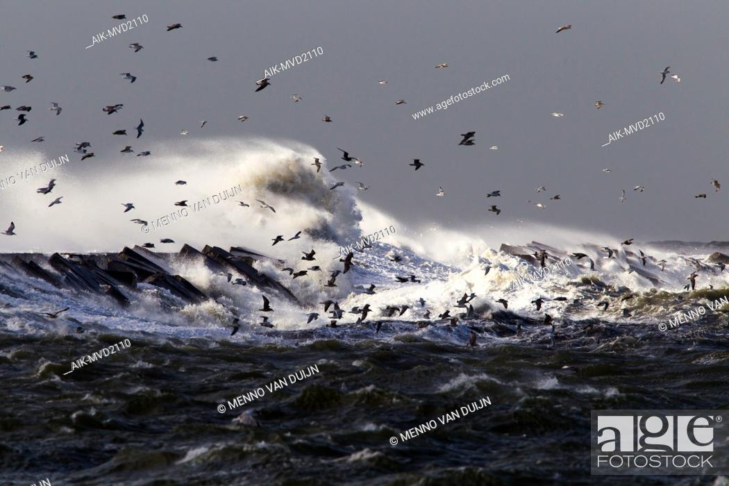 Stock Photo: Huge waves crashing over the pier of Ijmuiden, Netherlands during severe storm over the North Sea. Flock of seagulls sheltering in the harbour.