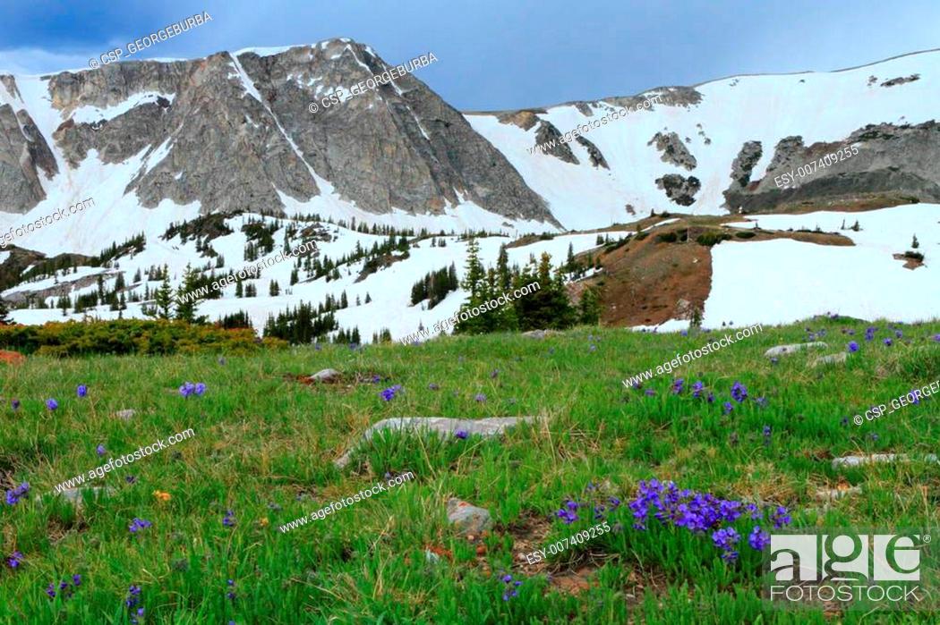 Stock Photo: Alpine meadows in Wyoming.