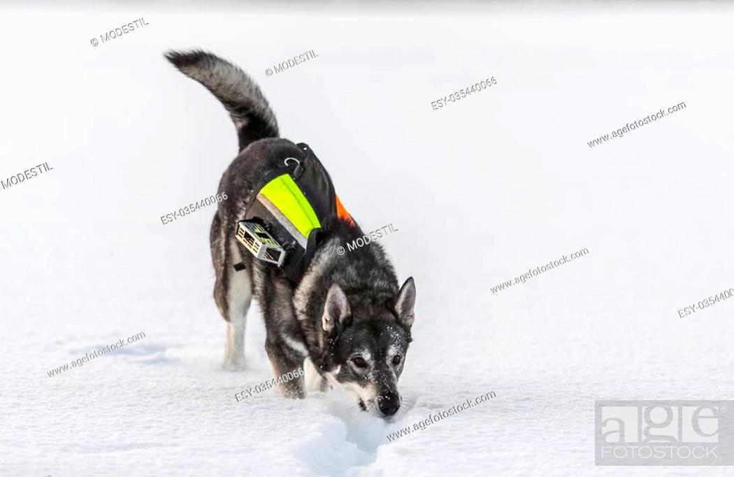 Swedish Elkhound In Winter Landscape Stock Photo Picture And Low Budget Royalty Free Image Pic Esy 035440066 Agefotostock