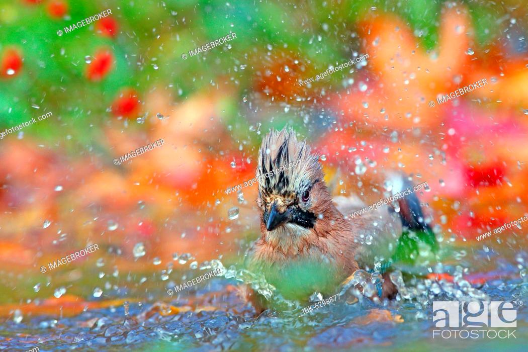 Stock Photo: Eurasian jay (Garrulus glandarius) bathes in shallow water with autumn leaves, Solms, Hesse, Germany, Europe.