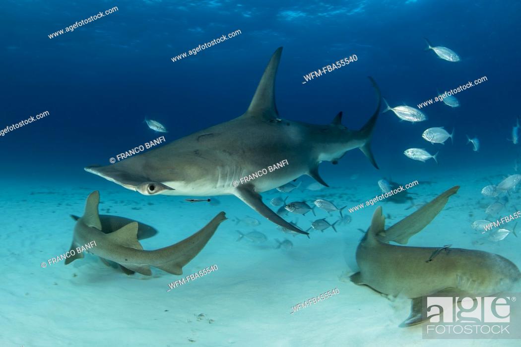 Stock Photo: Great Hammerhead Shark and Nurse Shark, Sphyrna mokarran, Bimini, Bahamas.
