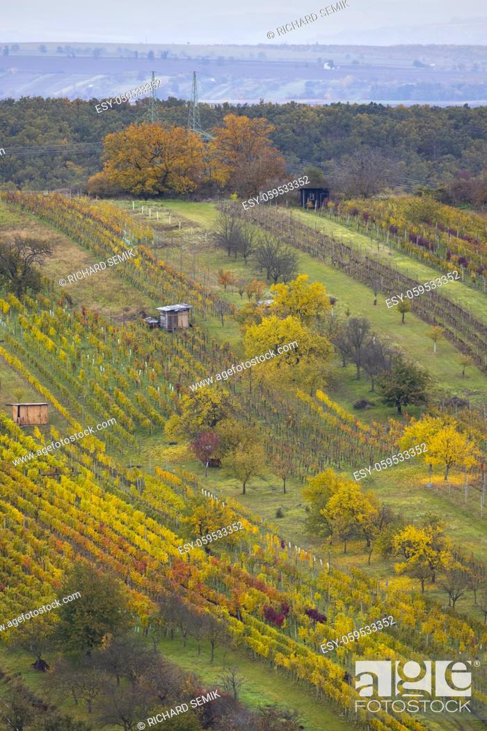Stock Photo: Autumn vineyard near Mutenice, Southern Moravia, Czech Republic.