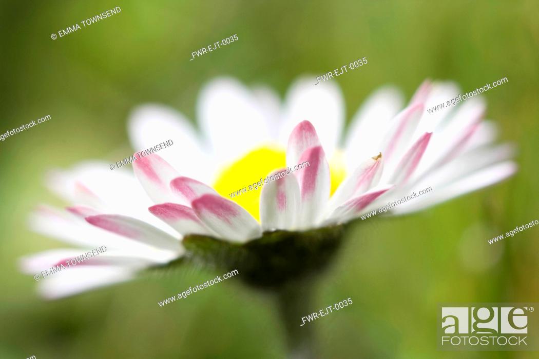 Stock Photo: Daisy, Bellis perennis, Lawn daisy.