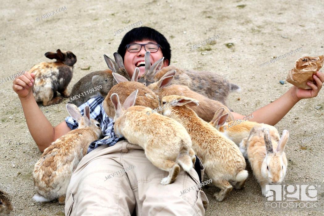 The Rabbits of Okunoshima known as Rabbit Island in Japan which roam wild  on a small island with no..., Stock Photo, Picture And Rights Managed  Image. Pic. MEV-11109309 | agefotostock