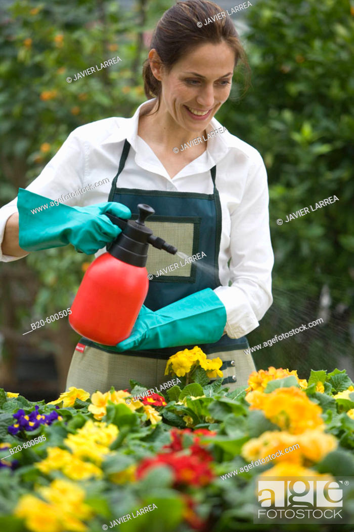 Stock Photo: Gardener watering flowerpots with pansies, Garden, Tree nursery. Gipuzkoa, Euskadi. Spain.