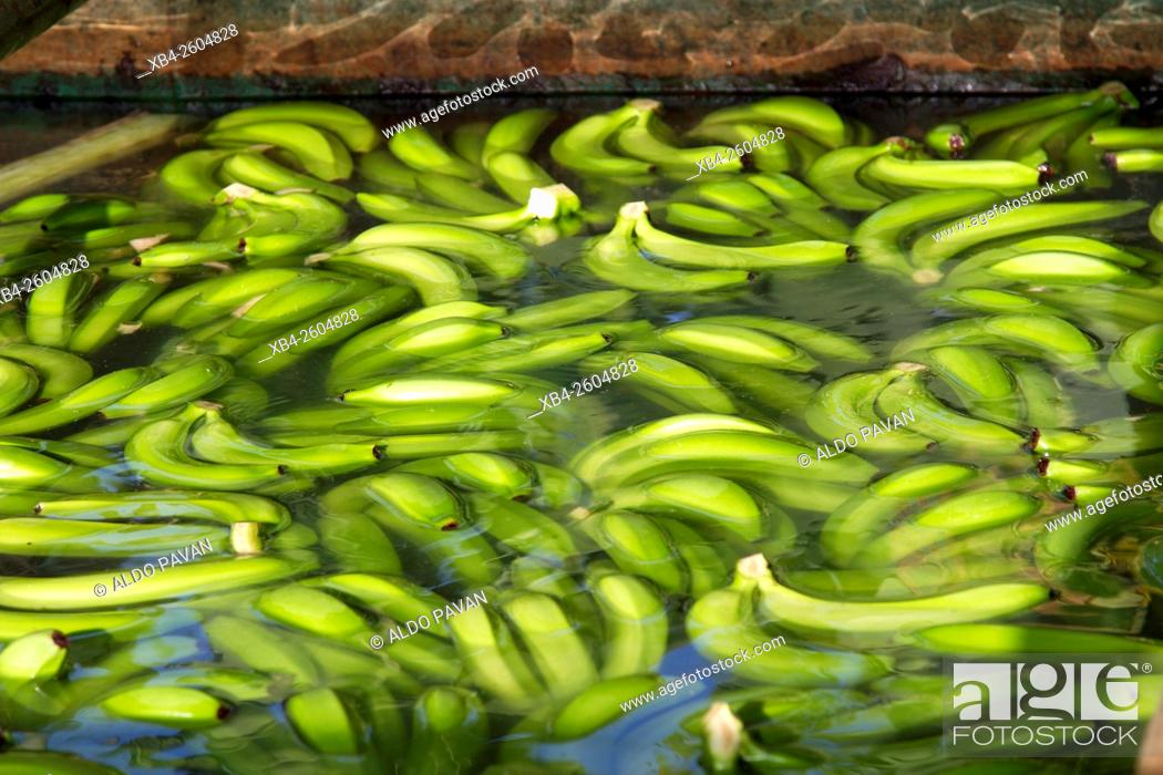 Stock Photo: Peru, Sulliana, banana farming.