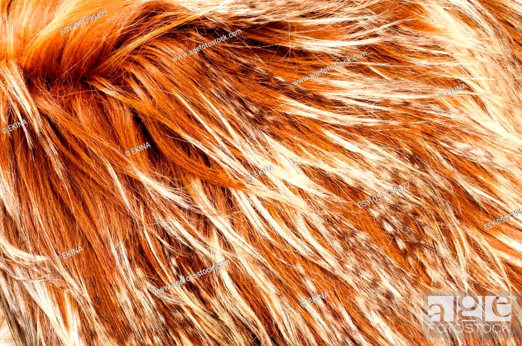 yak fur. texture. Photographed in the studio, Stock Photo, Picture And Low  Budget Royalty Free Image. Pic. ESY-051739472 | agefotostock