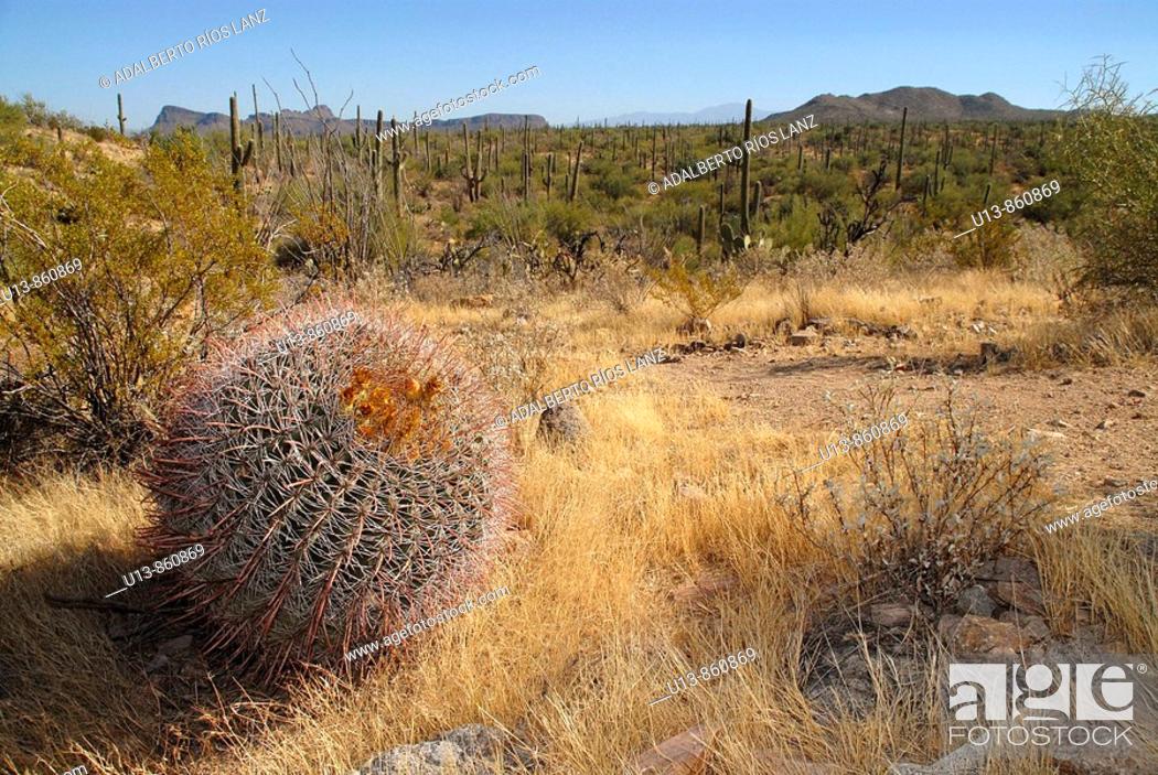 Stock Photo: Barrel Cactus Plant in the Arizona Sonoran Desert,  Signal Hill, Santa Cruz, Valley, Tucson, Arizona, United States.