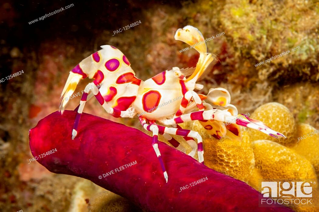 Stock Photo: Harlequin shrimp (Hymenocera picta) feeding on a seastar; Hawaii, United States of America.