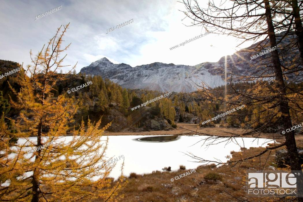 Stock Photo: The half-frozen Lake Mufule, at the foot of Pizzo Scalino, surrounded by yellow larches, Valmalenco, Valtellina, Lombardy Italy Europe.