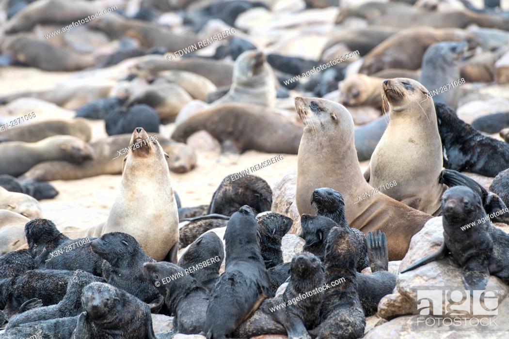 Stock Photo: Cape fur seals are gathered and resting along the beaches of Cape Cross, located in Namibia, Africa. The Cape Cross Seal Reserve is the largest government.