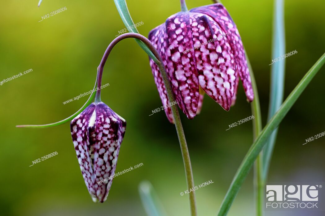 Photo de stock: Snake's Head Fritillary Fritillaria meleagris in bloom. The plant is very rare and specially protected - Bavaria/Germany.