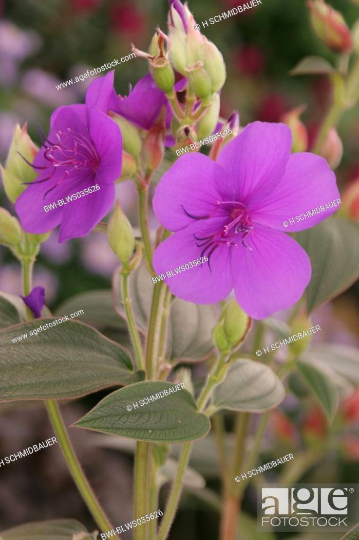 Stock Photo: princess flower, glory bush Tibouchina urvilleana, blooming plant.