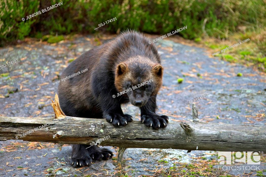 Wolverine (Gulo gulo) standing in shallow water with its front paws on a  log, Stock Photo, Picture And Rights Managed Image. Pic. SSJ-174101 |  agefotostock