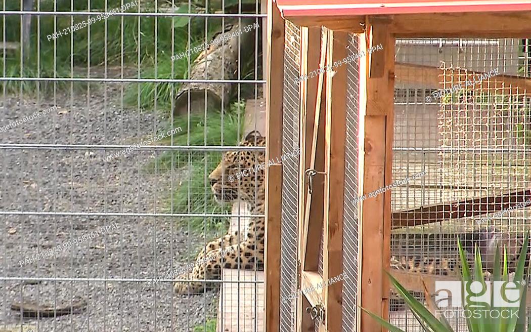 Stock Photo: 25 August 2021, Saxony-Anhalt, Nebra: A leopard lies in its enclosure. A 36-year-old woman was bitten and seriously injured by a leopard while taking pictures.