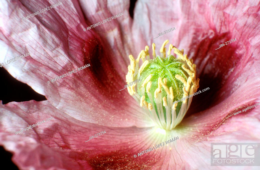 Stock Photo: Opium Poppy (Papaver somniferum) flower detail.