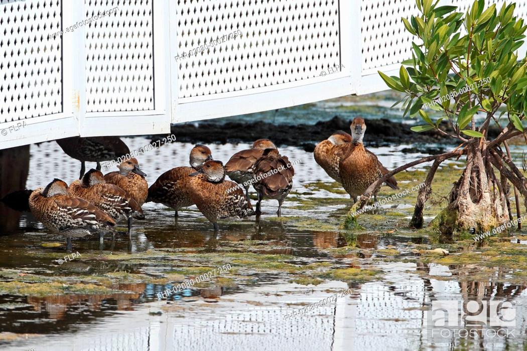 Stock Photo: West Indian Whistling-duck (Dendrocygna arborea) flock, resting under shade of house beside lagoon in mangrove swamp, Cayo Coco, Jardines del Rey.