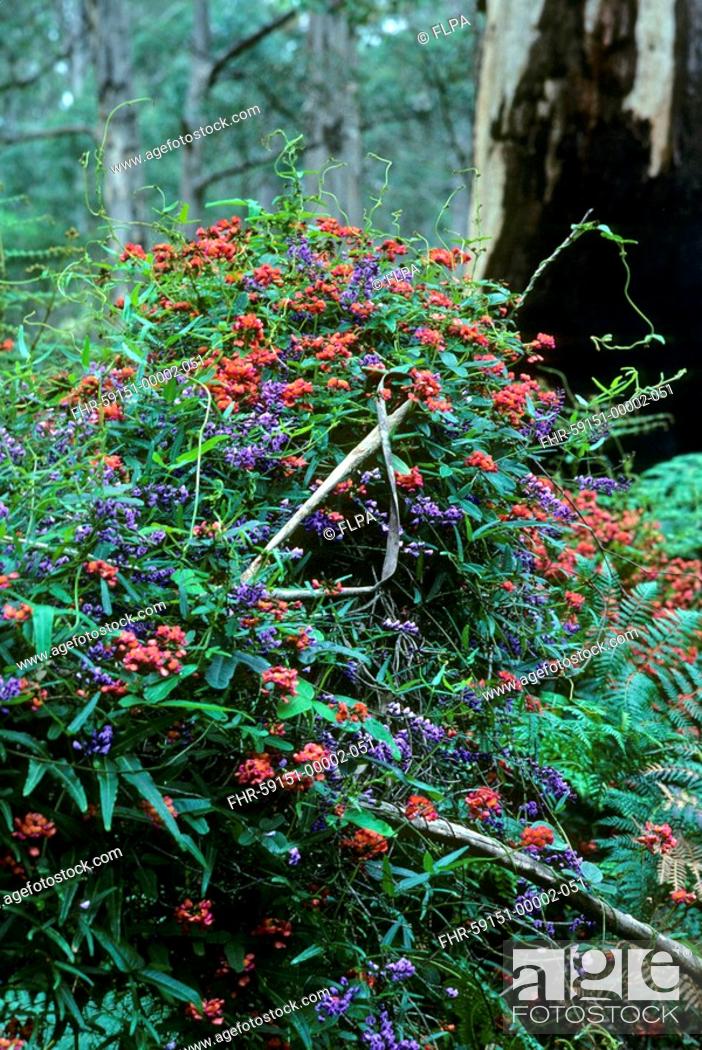 Coral Vine Kennedia Coccinea Flowering Growing With Native Wisteria Hardenbergia Comptoniana Stock Photo Picture And Rights Managed Image Pic Fhr 59151 00002 051 Agefotostock