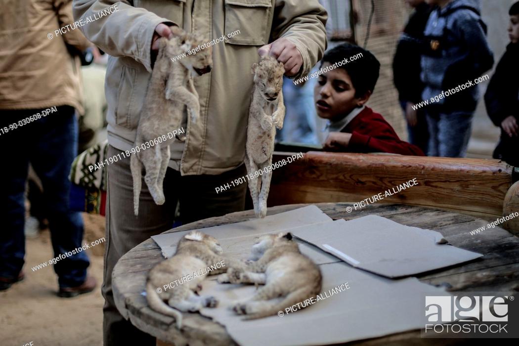 Imagen: 18 January 2019, Palestinian Territories, Rafah: A boy looks at the the dead bodies of four newly born lion cubs prior to their burial at a zoo in Rafah.